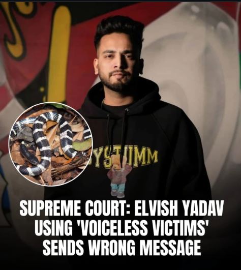 सुप्रीम कोर्ट ने एल्विश यादव को फटकार लगाई: 'बेज़ुबान पीड़ितों' के साथ बुरा बर्ताव बहुत बुरा मैसेज देता है!