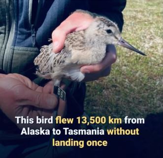 4 महीने का छोटा-सा पक्षी अलास्का से तस्मानिया तक 8,425 मील की दूरी सिर्फ़ 11 दिनों में बिना रुके तय करता है—एक हैरान कर देने वाला वर्ल्ड रिकॉर्ड बनाता है!