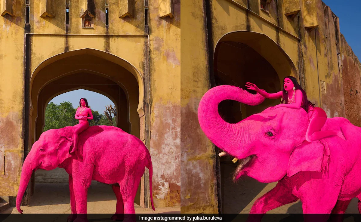 Shocking! Pink Elephant Painted for Foreign Artist's Jaipur Photoshoot Dies – Natural Cause or Hidden Cruelty?