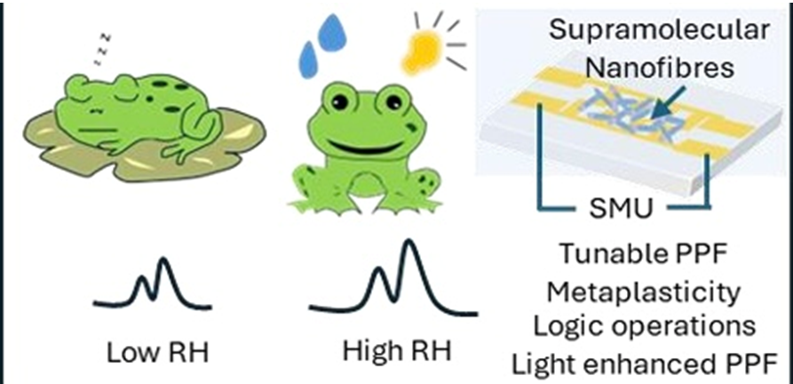 Indian Scientists Create Frog-Inspired Brain-Like Sensor That Could Kill Traditional Electronics Forever—Zero Power Waste Revolution!