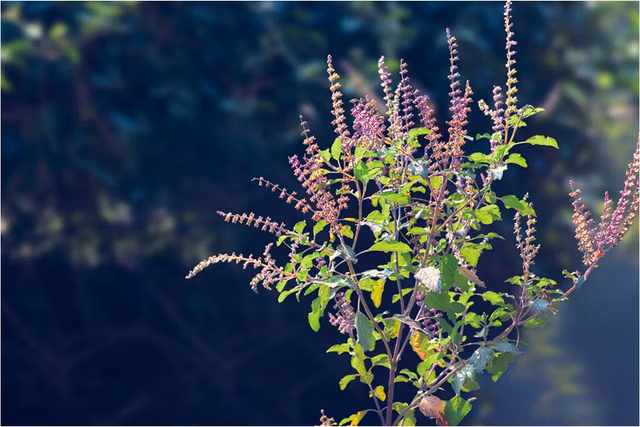 Tulsi Blossoms: The Forgotten Superfood That Supercharges Your Immunity & Digestion & Melts Away Stress Overnight!