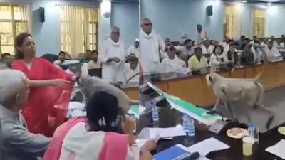 प्यारा सा हंगामा! IAS अधिकारी अस्मिता लाल का पालतू लंगूर 'मातरू' बागपत में किसानों की बैठक में अचानक घुस आया और आराम से उनकी कुर्सी पर बैठ गया—वायरल वीडियो ने सबका दिल जीत लिया!