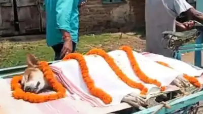 Heartbreaking Hero: Stray Dog Kali Dies Fighting Venomous Snake to Save 30 Kids in Odisha – Villagers Give Emotional Farewell