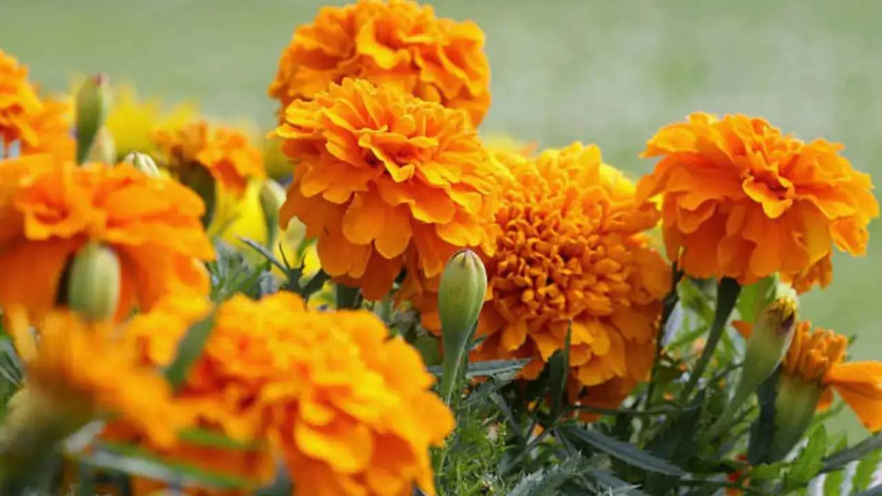 गेंदा फूल अगला प्रोटीन सुपरफ़ूड? वैज्ञानिकों का कहना है कि गेंदा फूल प्लांट प्रोटीन के क्षेत्र में क्रांति ला सकता है!