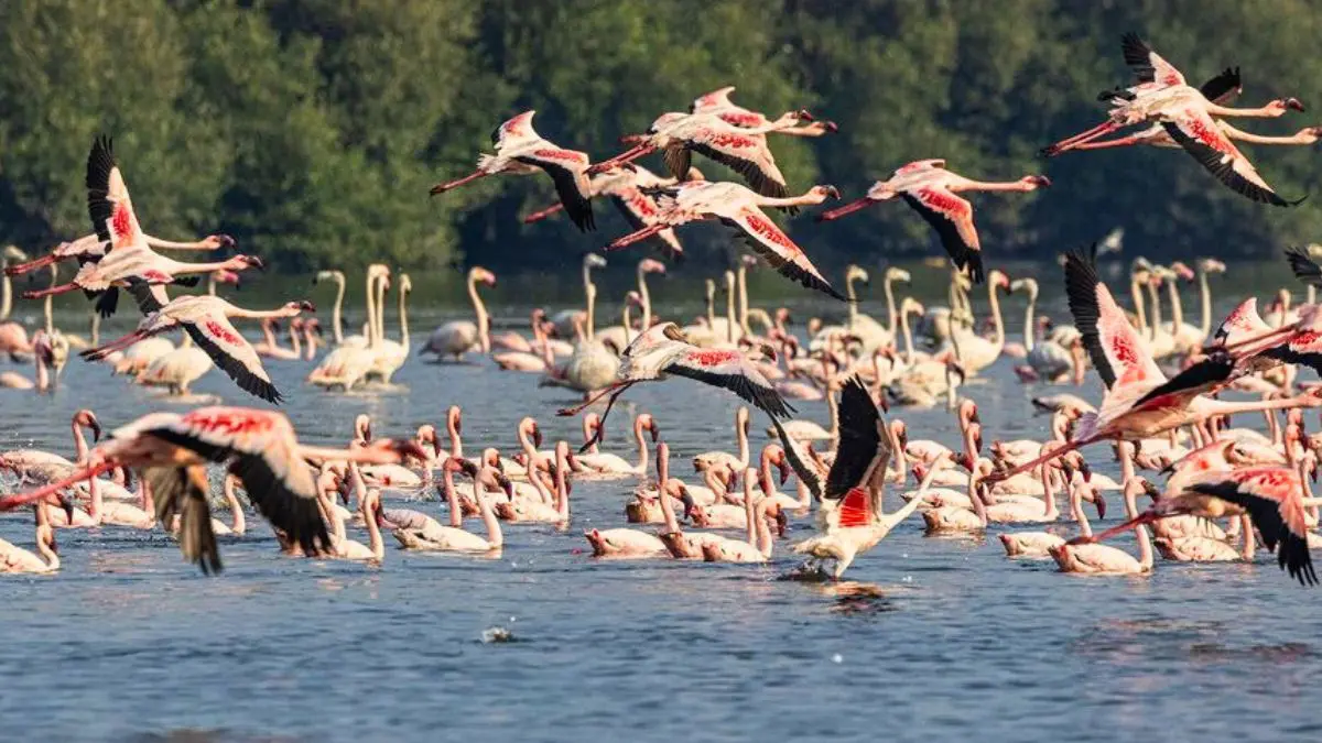 Thousands of Flamingos Turn Navi Mumbai Wetlands Pink in Stunning Viral Video! 