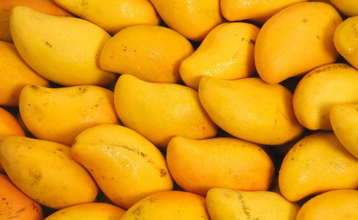 Doctors Warn: What Happens to Your Body When You Eat Mango Daily Will Shock You!