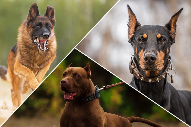 Fearless store dog breeds