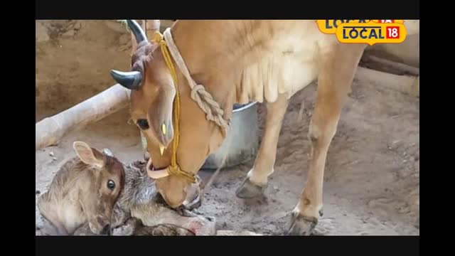 सर्दी में नवजात बछड़ों का रखें ध्यान, दस्त और इस बीमारी का रहता है खतरा, लापरवाही से हो सकती है मौत