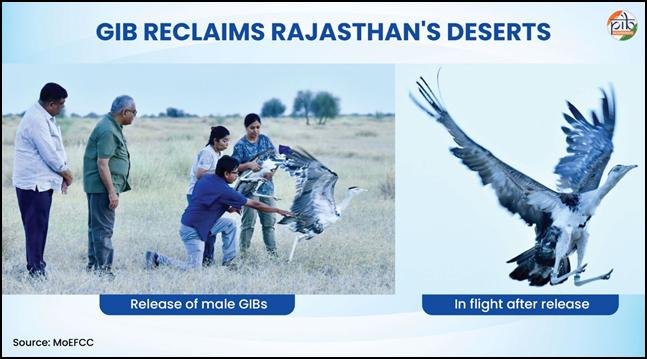 ग्रेट इंडियन बस्टर्ड का पुनःप्रकृतिकरण — एक नई शुरुआत