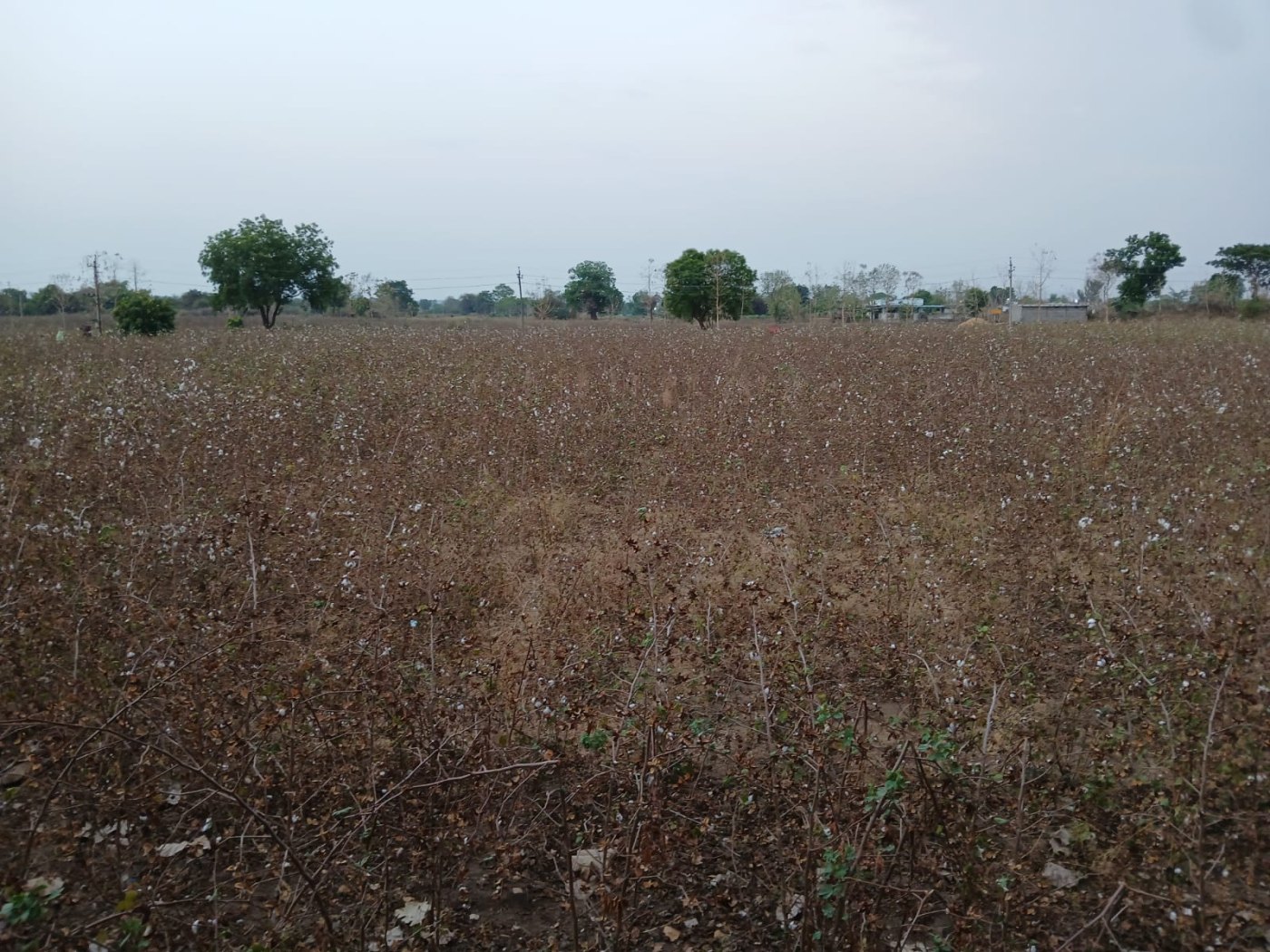 India government cotton import 31 2026