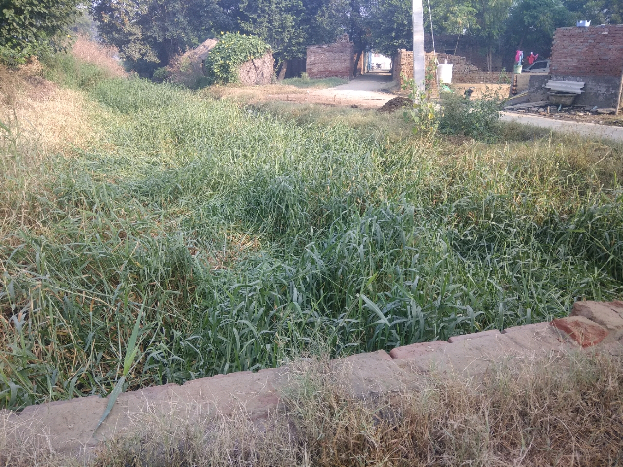 Hmare gown me nhro me pani ki jgha ghass h 