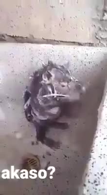 Unhinge se Hygiene tak...