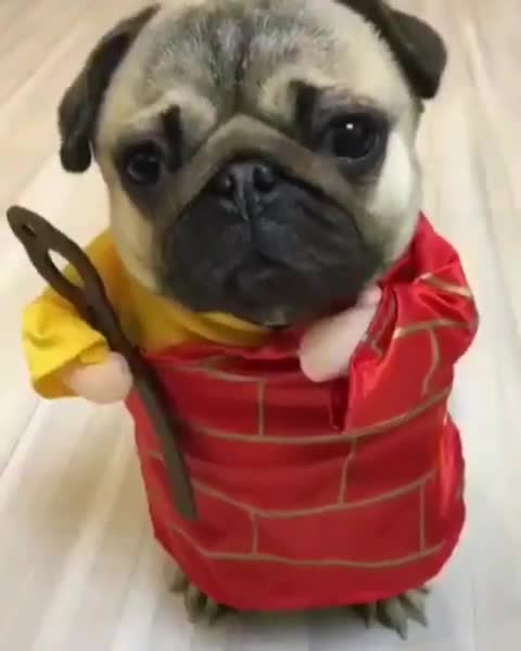 #pug