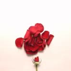 Happy rose day 