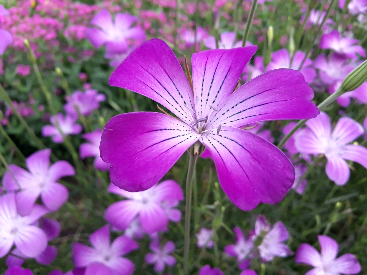 #Instafeed #Madrigal2018 #EnglishdeptDSC #ONEIROS