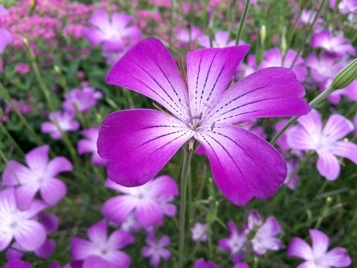 #Instafeed #Madrigal2018 #EnglishdeptDSC #ONEIROS