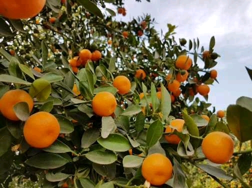 #Instafeed #Madrigal2018 #EnglishdeptDSC #ONEIROS