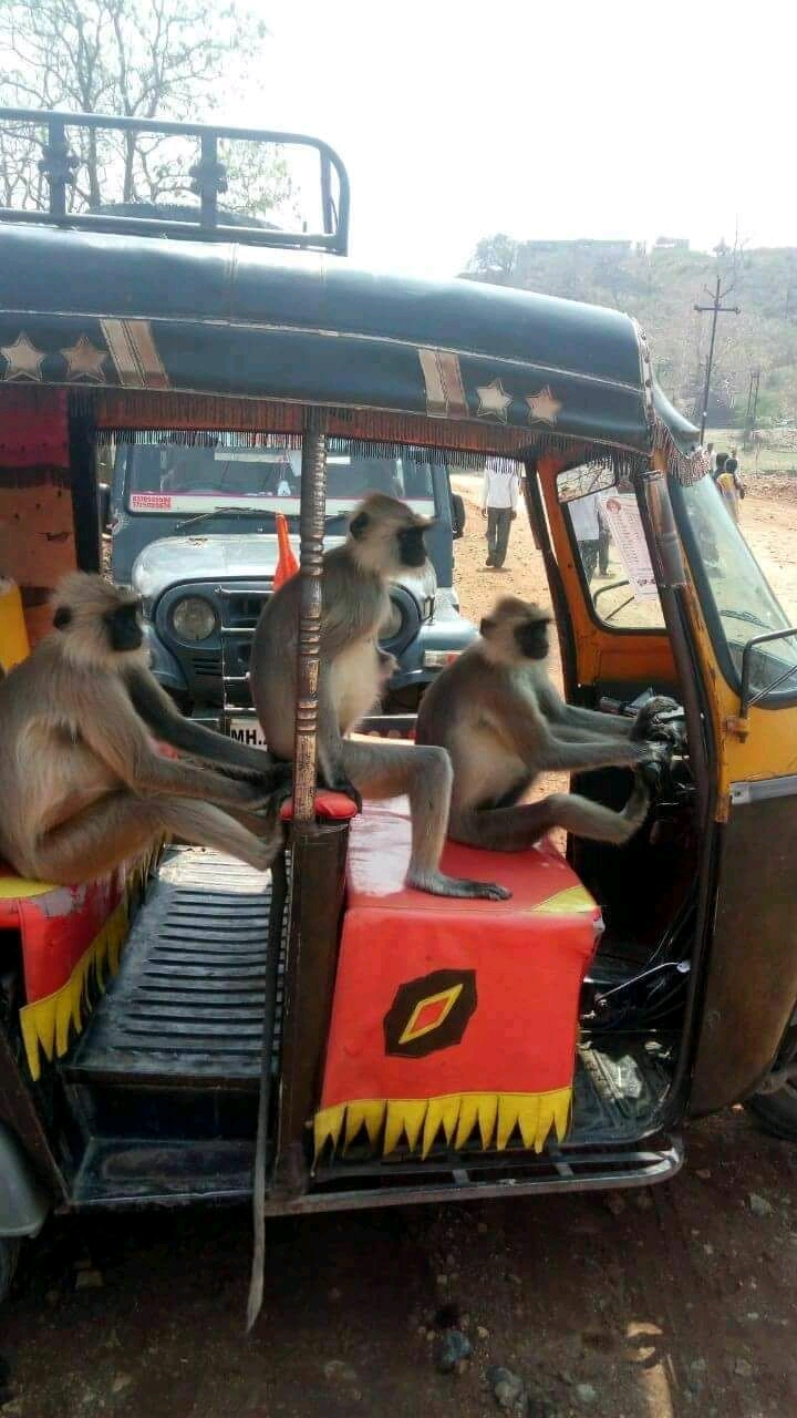 यही है वो,गांधीजीके ३बंदर..बेरोजगारी के कारण रिक्षा चला रहे है.