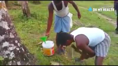 ARE  WE  GETTING  BAD  COCONUTS ARE  THE  ROOTS  BEING  POISONED WITH  CHE