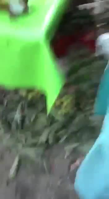 ऐसी लीचियाँ कौन लेगा