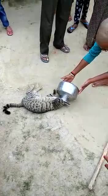 When you poke your head everywhere