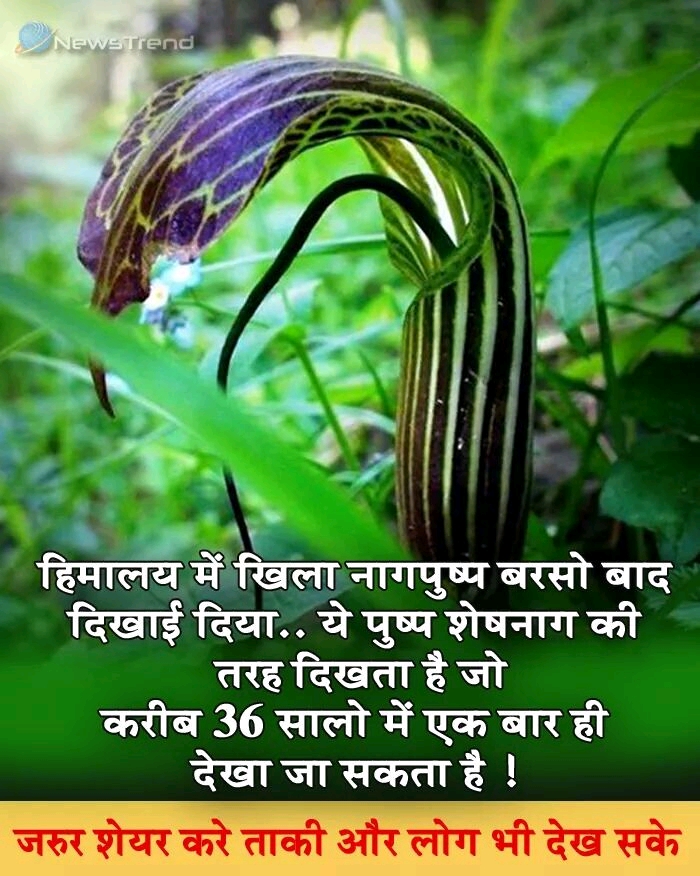 most rare and beautiful flowers of the world