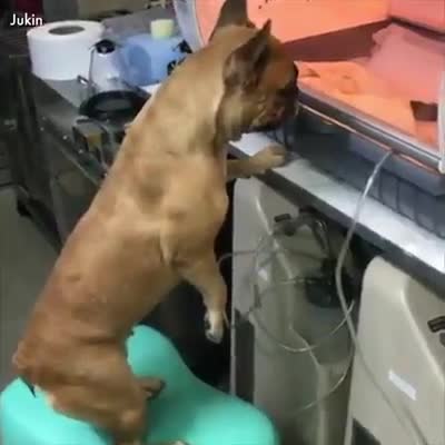 what beautiful animals need