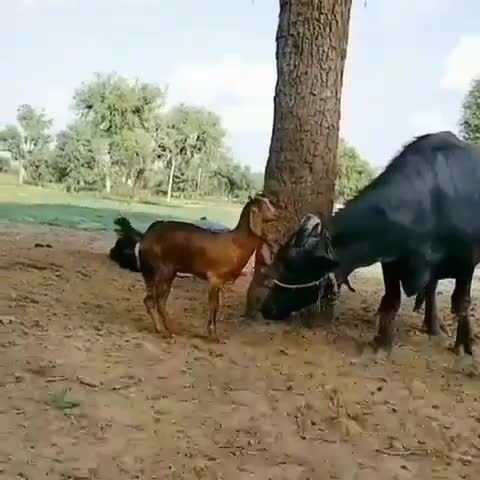 बकरी भैंस के ऊपर