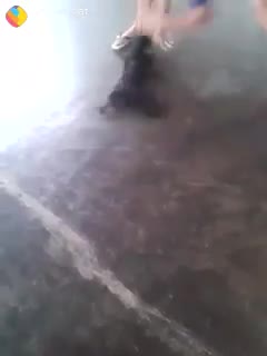 बिल्ली दुबारा नही आएगी इसके घर