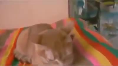 सावन में नॉन-वेज नही खाना.......... मतलब नही खाना 