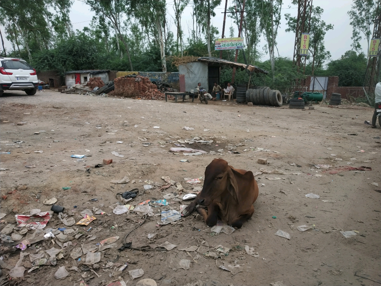 Indian cow on country side road