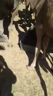 ये अरब है भाई अरब।