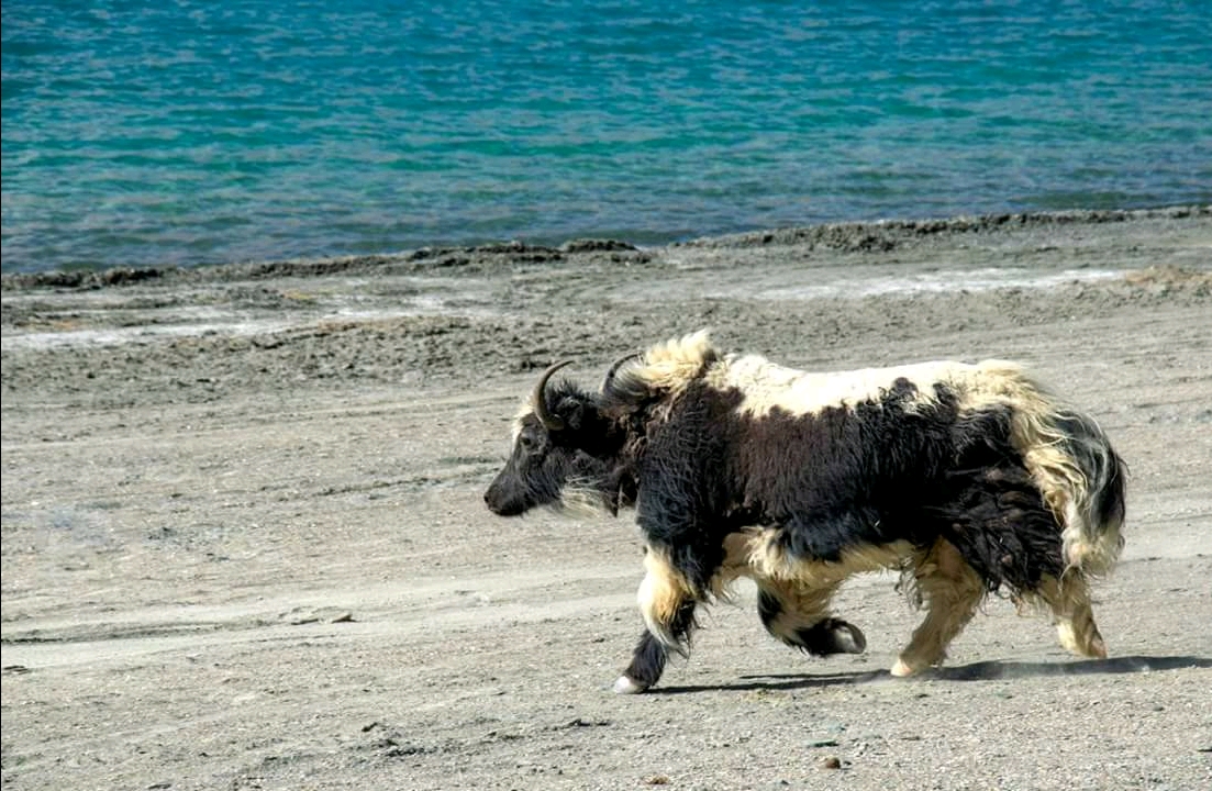 yak at Leh