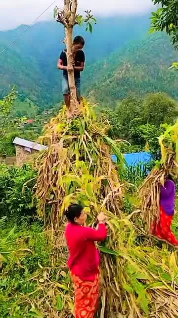 मकै को घास पछि कों लागी