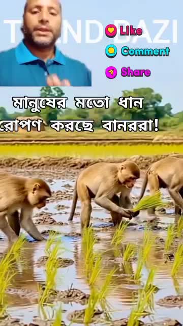 के जमान आयो