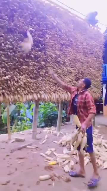 गाउं मा यसरी राखिन्छ मकै