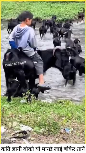 बोका ले घोड़ा कों जसरी खोला तारदै