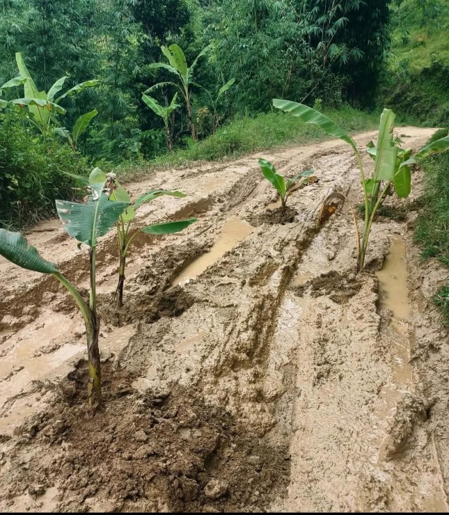 आन्दोलन को नया स्वरूप बाटो नभएको कारण प्युठान मां सड़क मा केरा रोपें का छन्