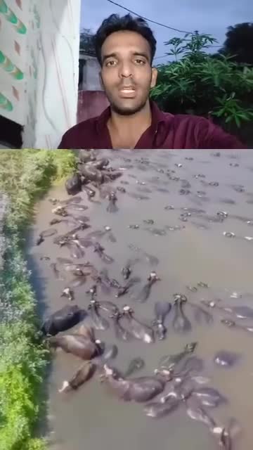 पंजाब मा पानी बगेर जनावर पाकिस्तान पुगेका छन्