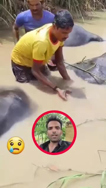 पंजाब मा किसान को वेहाल भएको छ