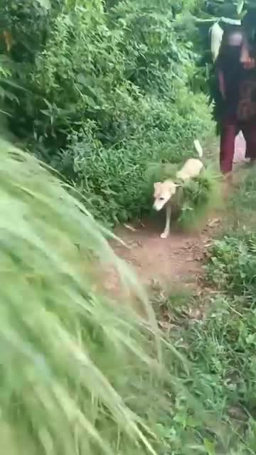 खाना परे पछि काम गर्न परोनी