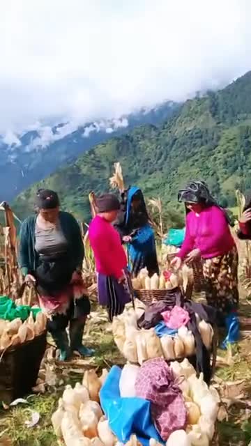 गाऊं को मकै