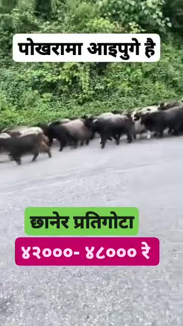 दशैको लागी पोखरा मा आईपुगे हिमाली भेगका भेड़ा च्याङग्रा र खसी बोका