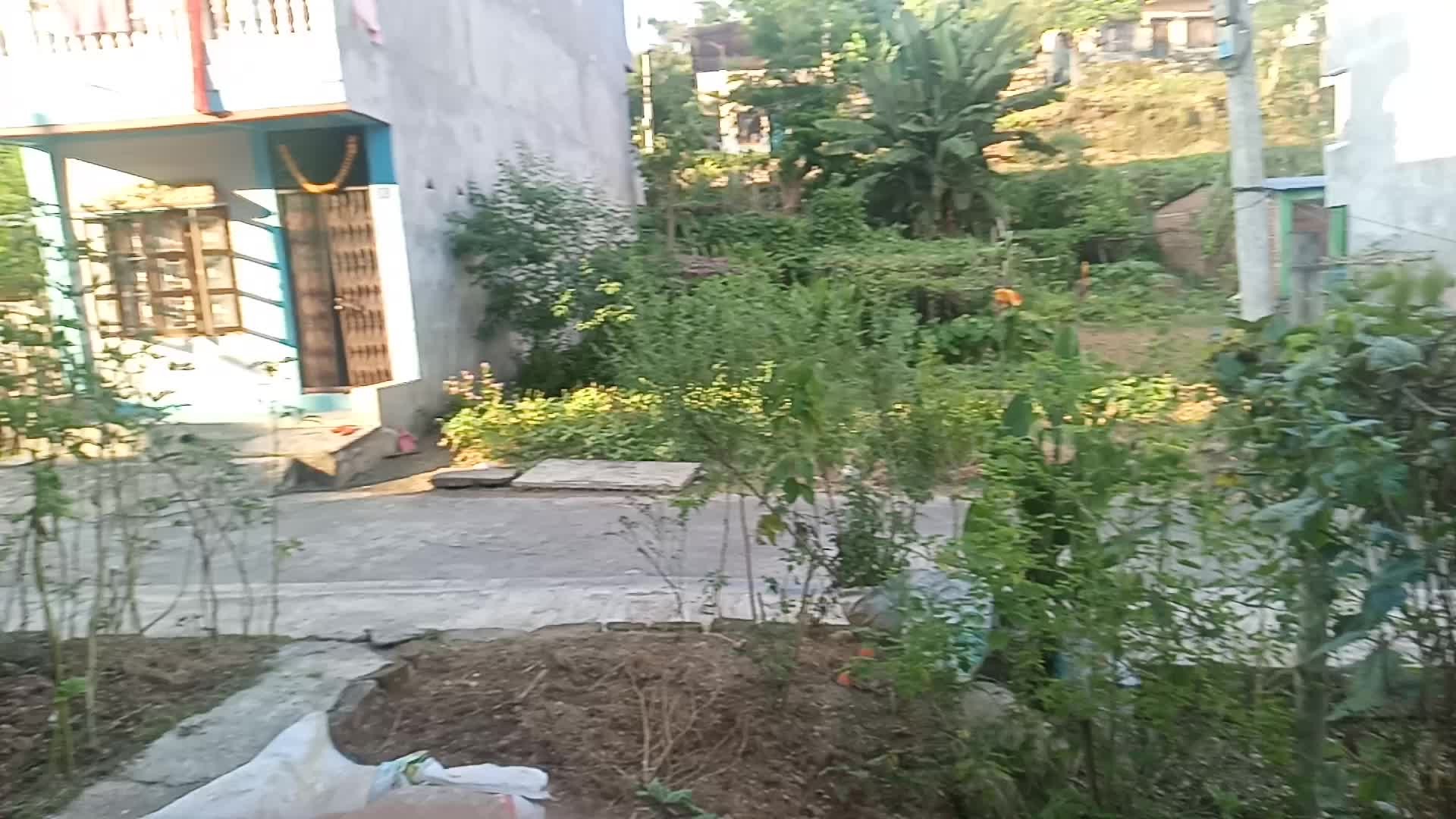 हाल तनहु दमौली मा