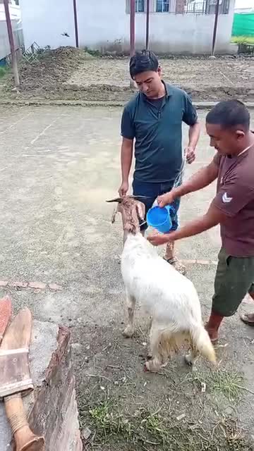 आजा देखी दशै शुरू भयो