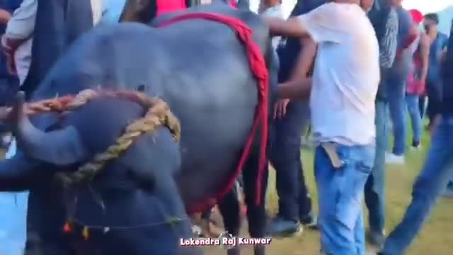 जय मां शन्निकोट मां की जय