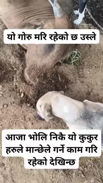 मान्छे गर्नु पर्ने काम कुकुरले गरेको छ