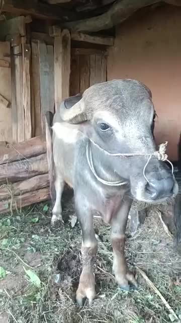 भैंसी ले एकै चोटी दुइटा पाडी पाएको अवस्था।।