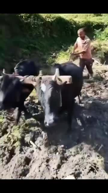 गाउँ घर को काम