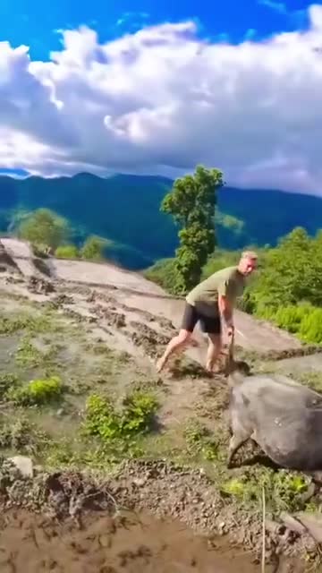 वेलायती नागरिक हलो जोत्दै